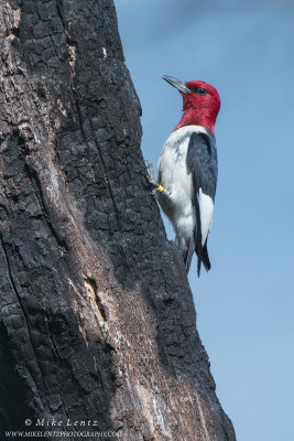 Red-Headed Woodpecker on burnt tree