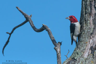 Red-Headed Woodpecker on favorite tree