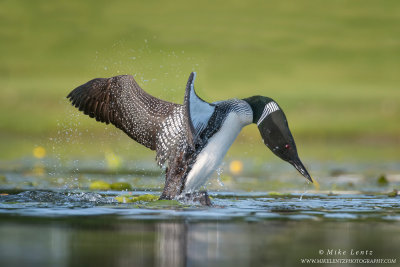 Loon attacks a Grebe