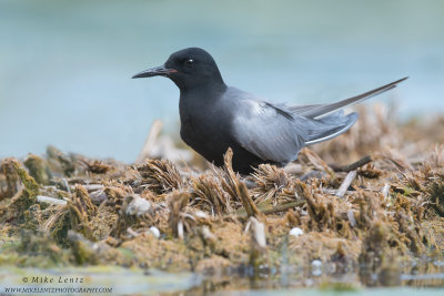 Black Tern on nest