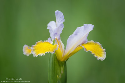 Purple and gold Iris