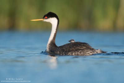 Western Grebe with fluffy