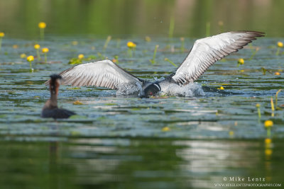 Loon attacks a Red-necked Grebe