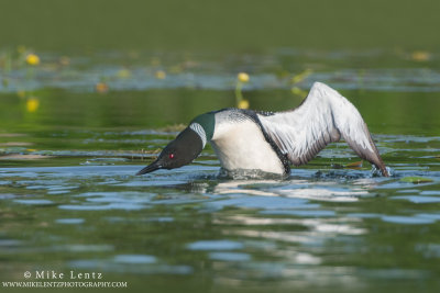 Loon rears up to attack Red necked Grebe