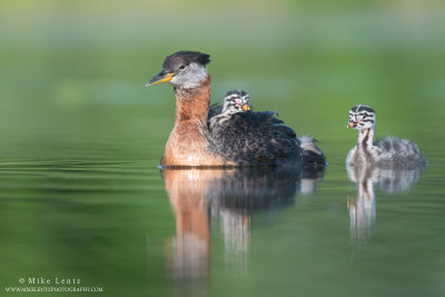 Red-necked Grebe family relaxed