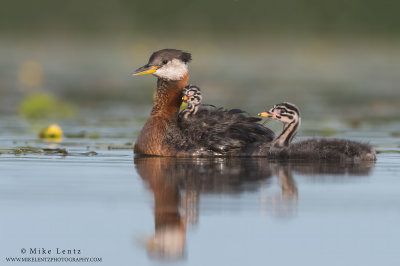 Red-Necked Grebe family blues and greens