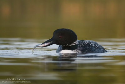 Loon with fish on golden water