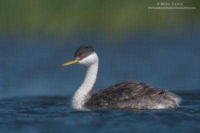 Western Grebe portrait blues and greens