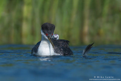 Western Grebe with baby and feather