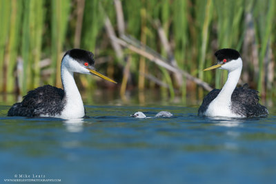 Western Grebes with baby in middle swimming