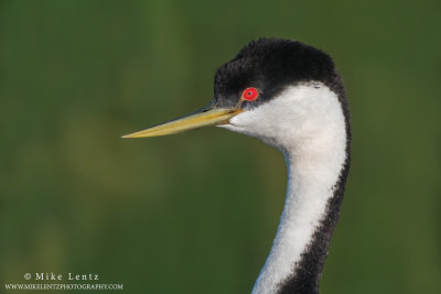 Western Grebe head portrait