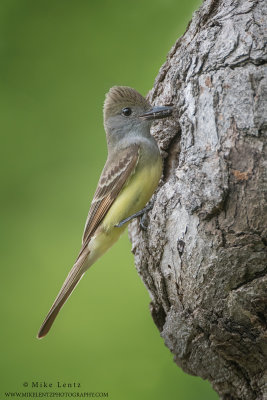 Great-crested Flycatcher at nest cavity