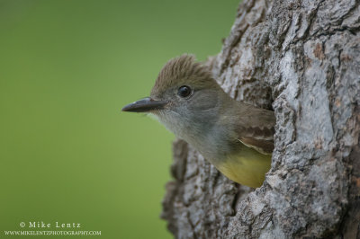 Great-crested Flycatcher peeks out cavity