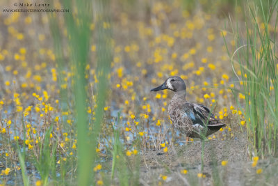 Blue-winged teal in yellow swamp flowers
