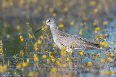 Willet in yellows in marsh