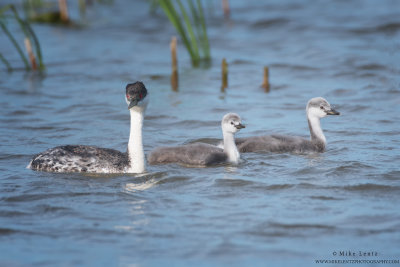 Western Grebe with bigger babies