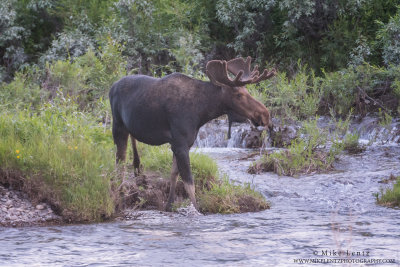 Moose bull in running water