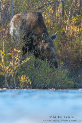 Moose Cow eye level in river