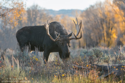 Bull Moose autumn staredown