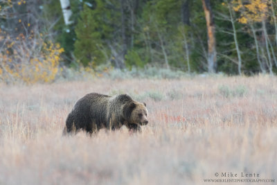 Grizzly bear strolls across meadow