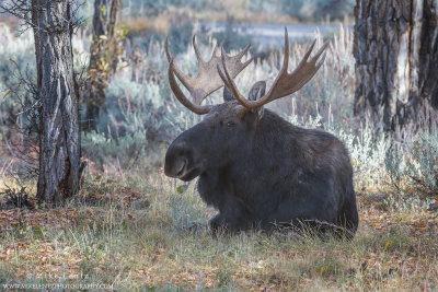 Moose Bull laying down