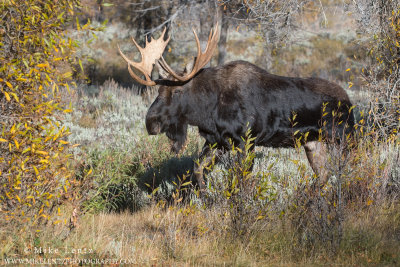 Moose bull struts in fall color