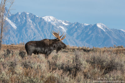 Moose bull against Teton range