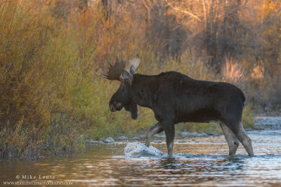 Moose crosses the Snake River