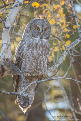 Great Gray Owl in Aspen backlit