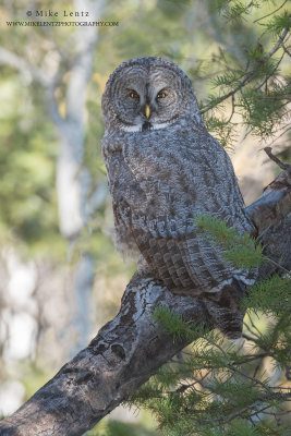 Great Gray owl camoflauged