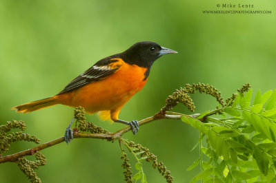 Baltimore Oriole scans brush