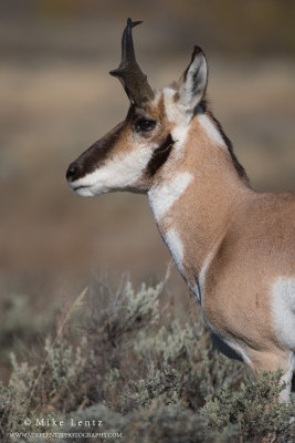 Pronghorn antelope portrait