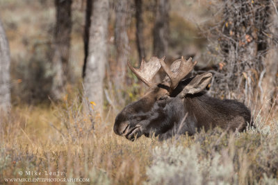 Moose laying down