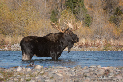 Moose bull in the river