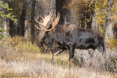 Moose strolls through the woods