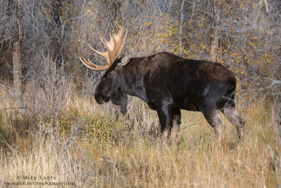 Moose in woods