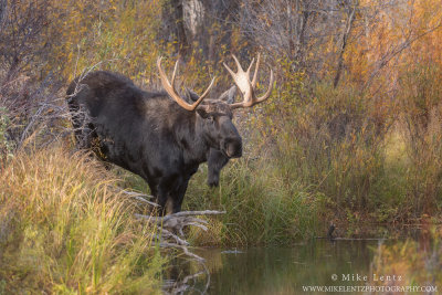 Moose about to enter water