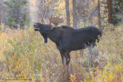 Moose flehmen display