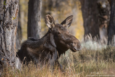 Moose bedding down in soft grasses