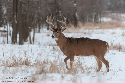 White-tailed deer posed in winter scene