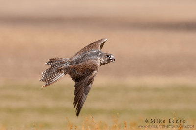 Gyrfalcon (juvenile) in flight