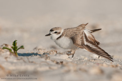 Snowy plover wing stretch