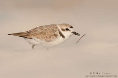 Snowy Plover after weed