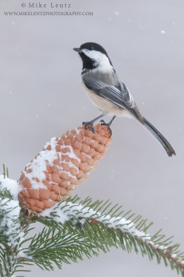Black-capped chickadee on a pinecone