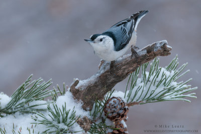 White-breasted Nuthatch on snowy pine