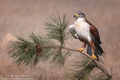 Ferruginous Hawk on roadside pine