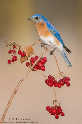 Bluebird on red berries verticle