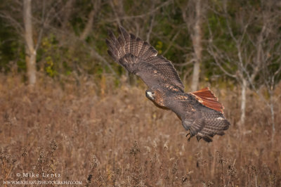 Red-tailed hawk wings up fly by