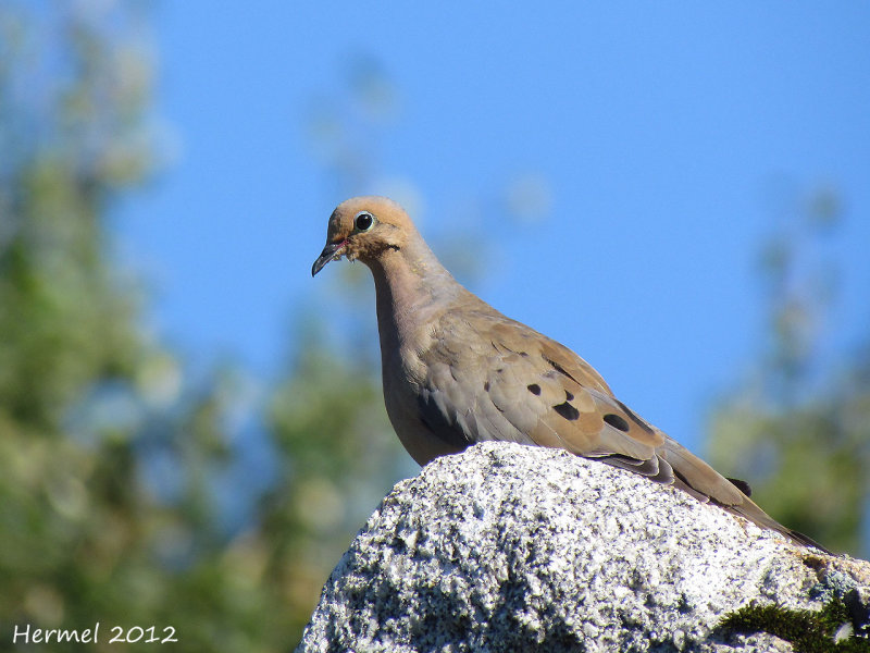 Tourterelle triste - Mourning Dove