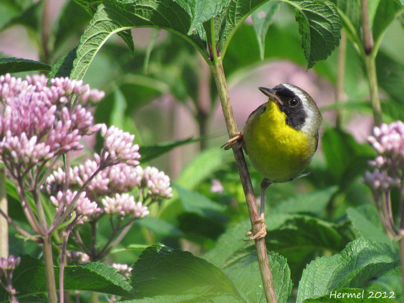 Paruline masque - Common Yellowthroat